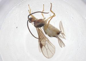  ( - CBG-B13186-B01)  @11 [ ] CreativeCommons - Attribution Share - Alike (2025) Centre for Biodiversity Genomics Centre for Biodiversity Genomics