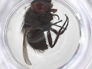  ( - CBG-B13216-H01)  @11 [ ] CreativeCommons - Attribution Share - Alike (2025) Centre for Biodiversity Genomics Centre for Biodiversity Genomics
