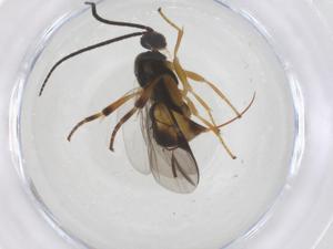  (Dolichogenidea tiboshartae - CBG-B13237-C06)  @11 [ ] CreativeCommons - Attribution Share - Alike (2025) Centre for Biodiversity Genomics Centre for Biodiversity Genomics