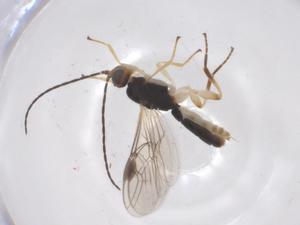  ( - CBG-B13632-E04)  @11 [ ] CreativeCommons - Attribution Share - Alike (2025) Centre for Biodiversity Genomics Centre for Biodiversity Genomics