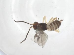  ( - CBG-B13633-A08)  @11 [ ] CreativeCommons - Attribution Share - Alike (2025) Centre for Biodiversity Genomics Centre for Biodiversity Genomics