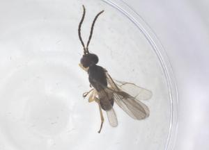  (Mirax Malaise7514 - CBG-B13636-A02)  @11 [ ] CreativeCommons - Attribution Share - Alike (2025) Centre for Biodiversity Genomics Centre for Biodiversity Genomics