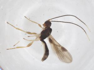  ( - CBG-B13636-G08)  @11 [ ] CreativeCommons - Attribution Share - Alike (2025) Centre for Biodiversity Genomics Centre for Biodiversity Genomics