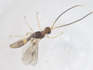  ( - CBG-B13661-A04)  @11 [ ] CreativeCommons - Attribution Share - Alike (2025) Centre for Biodiversity Genomics Centre for Biodiversity Genomics