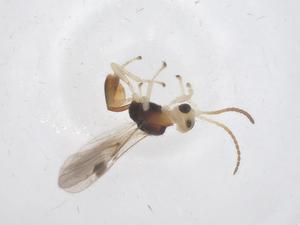  ( - CBG-B13661-C09)  @11 [ ] CreativeCommons - Attribution Share - Alike (2025) Centre for Biodiversity Genomics Centre for Biodiversity Genomics