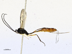  ( - CBG-B13756-A05)  @11 [ ] CreativeCommons - Attribution Share - Alike (2025) CBG Photography Group Centre for Biodiversity Genomics