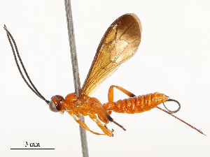  ( - CBG-B13774-B12)  @11 [ ] CreativeCommons - Attribution Share - Alike (2025) CBG Photography Group Centre for Biodiversity Genomics