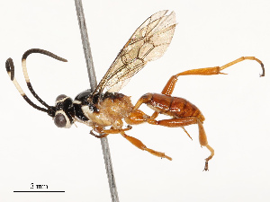  ( - CBG-B13774-C04)  @11 [ ] CreativeCommons - Attribution Share - Alike (2025) CBG Photography Group Centre for Biodiversity Genomics