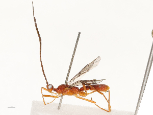  ( - CBG-B13775-D02)  @11 [ ] CreativeCommons - Attribution Share - Alike (2025) CBG Photography Group Centre for Biodiversity Genomics