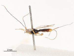  ( - CBG-B13775-D04)  @11 [ ] CreativeCommons - Attribution Share - Alike (2025) CBG Photography Group Centre for Biodiversity Genomics