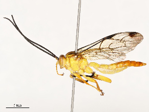  ( - CBG-B13779-A10)  @11 [ ] CreativeCommons - Attribution Share - Alike (2025) CBG Photography Group Centre for Biodiversity Genomics