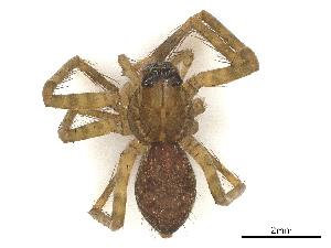  ( - CBG-B13779-G09)  @11 [ ] CreativeCommons - Attribution Share - Alike (2025) CBG Photography Group Centre for Biodiversity Genomics