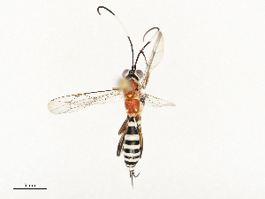  ( - CBG-B13889-A06)  @11 [ ] CreativeCommons - Attribution Share - Alike (2025) CBG Photography Group Centre for Biodiversity Genomics