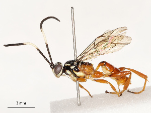  ( - CBG-B13898-A04)  @11 [ ] CreativeCommons - Attribution Share - Alike (2025) CBG Photography Group Centre for Biodiversity Genomics