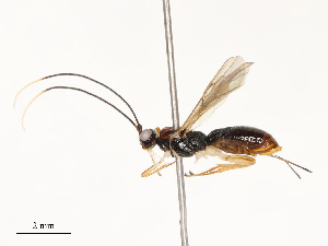  ( - CBG-B13899-C12)  @11 [ ] CreativeCommons - Attribution Share - Alike (2025) CBG Photography Group Centre for Biodiversity Genomics