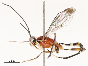  ( - CBG-B13901-C08)  @11 [ ] CreativeCommons - Attribution Share - Alike (2025) CBG Photography Group Centre for Biodiversity Genomics