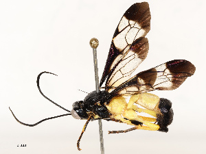  ( - CBG-B13901-F10)  @11 [ ] CreativeCommons - Attribution Share - Alike (2025) CBG Photography Group Centre for Biodiversity Genomics