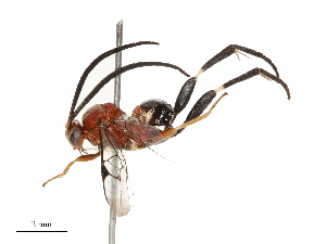  (Diolcogaster Malaise9083 - CBG-B13905-E10)  @11 [ ] CreativeCommons - Attribution Share - Alike (2025) CBG Photography Group Centre for Biodiversity Genomics