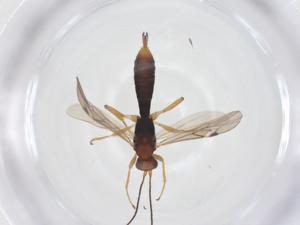  ( - CBG-B13966-C02)  @11 [ ] CreativeCommons - Attribution Share - Alike (2025) Centre for Biodiversity Genomics Centre for Biodiversity Genomics