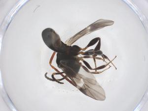  ( - CBG-B13968-D03)  @11 [ ] CreativeCommons - Attribution Share - Alike (2025) Centre for Biodiversity Genomics Centre for Biodiversity Genomics