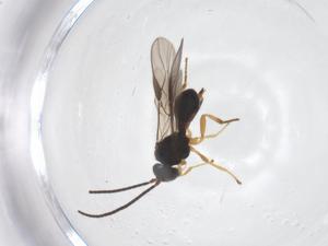  ( - CBG-B13969-G06)  @11 [ ] CreativeCommons - Attribution Share - Alike (2025) Centre for Biodiversity Genomics Centre for Biodiversity Genomics