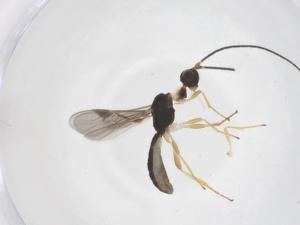  ( - CBG-B14467-A10)  @11 [ ] CreativeCommons - Attribution Share - Alike (2025) Centre for Biodiversity Genomics Centre for Biodiversity Genomics