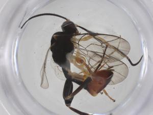  ( - CBG-B14491-C10)  @11 [ ] CreativeCommons - Attribution Share - Alike (2025) Centre for Biodiversity Genomics Centre for Biodiversity Genomics