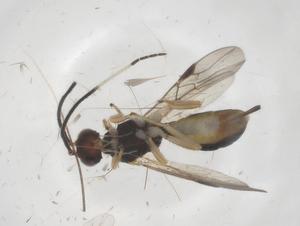  ( - CBG-B14983-F07)  @11 [ ] CreativeCommons - Attribution Share - Alike (2025) Centre for Biodiversity Genomics Centre for Biodiversity Genomics