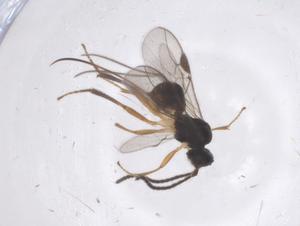  ( - CBG-B14985-F08)  @11 [ ] CreativeCommons - Attribution Share - Alike (2025) Centre for Biodiversity Genomics Centre for Biodiversity Genomics