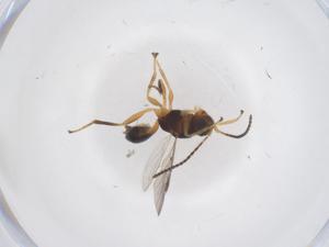  ( - CBG-B15000-C04)  @11 [ ] CreativeCommons - Attribution Share - Alike (2025) Centre for Biodiversity Genomics Centre for Biodiversity Genomics