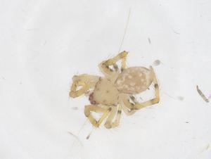  (Neopisinus - CBG-B15013-A10)  @11 [ ] CreativeCommons - Attribution Share - Alike (2025) Centre for Biodiversity Genomics Centre for Biodiversity Genomics