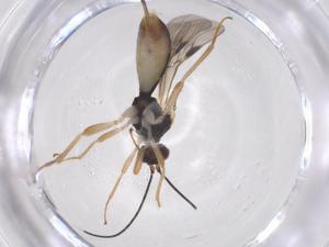  (Heterospilus Malaise9542 - CBG-B15067-G08)  @11 [ ] CreativeCommons - Attribution Share - Alike (2025) Centre for Biodiversity Genomics Centre for Biodiversity Genomics