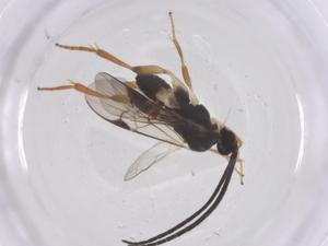  ( - CBG-B15097-B11)  @11 [ ] CreativeCommons - Attribution Share - Alike (2025) Centre for Biodiversity Genomics Centre for Biodiversity Genomics