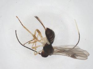  (Heterospilus Malaise5099 - CBG-B15099-B02)  @11 [ ] CreativeCommons - Attribution Share - Alike (2025) Centre for Biodiversity Genomics Centre for Biodiversity Genomics