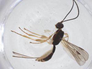  (Heterospilus Malaise5251 - CBG-B15102-G06)  @11 [ ] CreativeCommons - Attribution Share - Alike (2025) Centre for Biodiversity Genomics Centre for Biodiversity Genomics