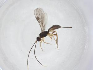  ( - CBG-B15104-A08)  @11 [ ] CreativeCommons - Attribution Share - Alike (2025) Centre for Biodiversity Genomics Centre for Biodiversity Genomics