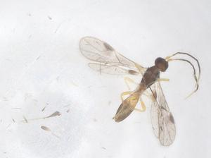  (Heterospilus Malaise6221 - CBG-B15156-B04)  @11 [ ] CreativeCommons - Attribution Share - Alike (2025) Centre for Biodiversity Genomics Centre for Biodiversity Genomics