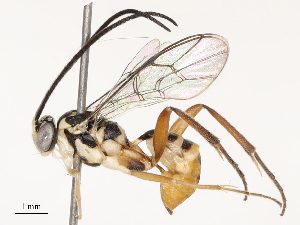  ( - CBG-B15173-A02)  @11 [ ] CreativeCommons - Attribution Share - Alike (2025) CBG Photography Group Centre for Biodiversity Genomics