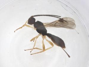  ( - CBG-B15380-A01)  @11 [ ] CreativeCommons - Attribution Share - Alike (2025) Centre for Biodiversity Genomics Centre for Biodiversity Genomics