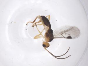 (Centistes Malaise8051 - CBG-B15383-A07)  @11 [ ] CreativeCommons - Attribution Share - Alike (2025) Centre for Biodiversity Genomics Centre for Biodiversity Genomics