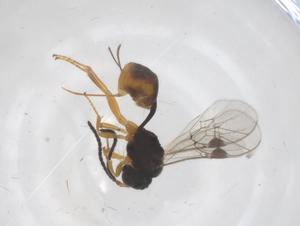  (tersiMalaise01 Malaise4621 - CBG-B16696-C05)  @11 [ ] CreativeCommons - Attribution Share - Alike (2025) Centre for Biodiversity Genomics Centre for Biodiversity Genomics