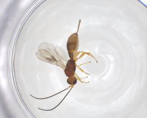  ( - CBG-B16696-H02)  @11 [ ] CreativeCommons - Attribution Share - Alike (2025) Centre for Biodiversity Genomics Centre for Biodiversity Genomics