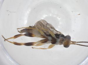  ( - CBG-B16697-B10)  @11 [ ] CreativeCommons - Attribution Share - Alike (2025) Centre for Biodiversity Genomics Centre for Biodiversity Genomics