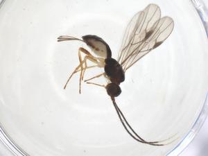  ( - CBG-B16827-H01)  @11 [ ] CreativeCommons - Attribution Share - Alike (2025) Centre for Biodiversity Genomics Centre for Biodiversity Genomics