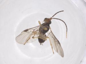  ( - CBG-B16831-H02)  @11 [ ] CreativeCommons - Attribution Share - Alike (2025) Centre for Biodiversity Genomics Centre for Biodiversity Genomics