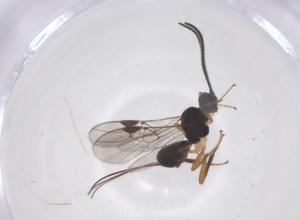  ( - CBG-B16832-B05)  @11 [ ] CreativeCommons - Attribution Share - Alike (2025) Centre for Biodiversity Genomics Centre for Biodiversity Genomics