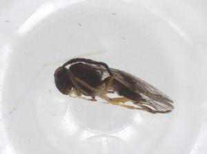  ( - CBG-B16841-D05)  @11 [ ] CreativeCommons - Attribution Share - Alike (2025) Centre for Biodiversity Genomics Centre for Biodiversity Genomics