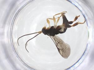  ( - CBG-B16841-H09)  @11 [ ] CreativeCommons - Attribution Share - Alike (2025) Centre for Biodiversity Genomics Centre for Biodiversity Genomics