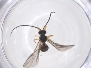  ( - CBG-B16842-H11)  @11 [ ] CreativeCommons - Attribution Share - Alike (2025) Centre for Biodiversity Genomics Centre for Biodiversity Genomics