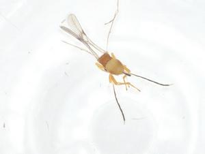  ( - CBG-B16848-G01)  @11 [ ] CreativeCommons - Attribution Share - Alike (2025) Centre for Biodiversity Genomics Centre for Biodiversity Genomics